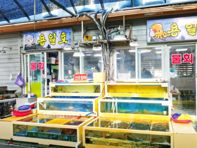 속초-횟집-용일호